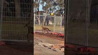 Stronger kangaroo 🦘 # wild animal # wildlife #shortsvideo