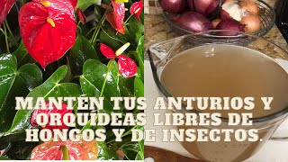 Con esta preparación,es muy fácil mantener libre de hongos y de insectos tus Anturios,orquídeas. 🤗