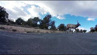 360 Degree Video from two Deers that walked over the Street in Grand Canyon National Park Video 4