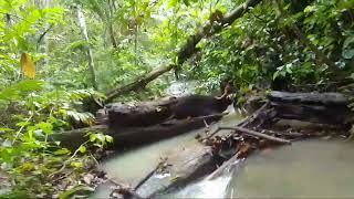 BLUSUKAN MASUK KE PEDALAMAM HUTAN KALIMANTAN ‼️ MENCARI SPOT MANCING TERBARU