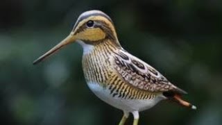 beautiful porotera bird