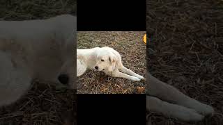 Cute Dog | Dog Sound Animals #shorts #wildlife #dog