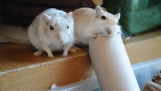 Gerbils having fun