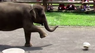 Elephant Play Football like a PRO!