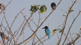 White Cheeked Starling