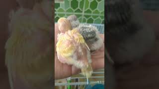 baby budgies grow up 💗🐥💗