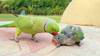 Cute Talking Ringneck Parrot Greeting Baby Parrot