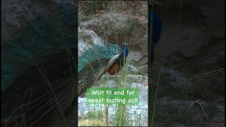 Mating call of Indian peacock. dominant male peacock