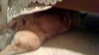 Wolfie sleeps funny under the bed.