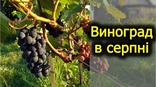 Виноградник на початку серпня. Проріджування листя та чеканка. Виноград 2023