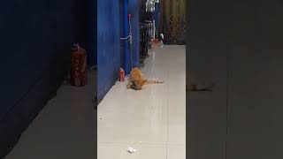 Kucing oren ku m*kan ti*us 🤣