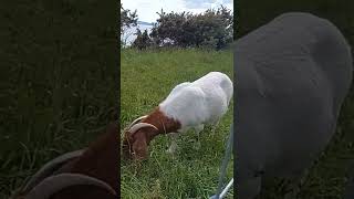 East Cliff goats Bournemouth