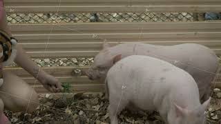 Girl feeding small boars on the farm. The life of a pig. Feeding rural girl pig farm, animals and