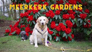 Meerkerk Gardens on Whidbey Island: A Colorful Journey Through Spring Rhododendron Blooms