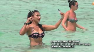 LATENIGHT LIFE IN THAILAND GUIDE MOST BEAUTIFUL BEACH IN PATTAYA