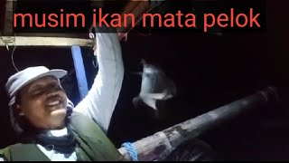 ikan mata pelok melimpah turun langsung di sambar