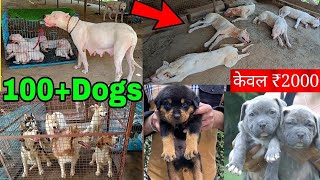 Cheapest Dog Market in India! New Dog Price List #doglover #petlover