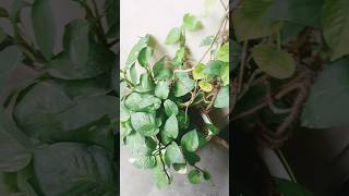 दाल चावल का  पानी मनीप्लांट के लिए जादू   💚💚 # money #plant #growth# gardening# magic