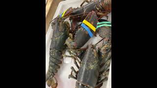 Lobster Demo - The Culinary institute of America