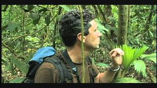 Panama Black-crowned Antpitta BATV