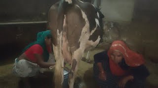 cow milking