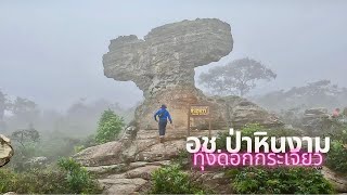 นอนเต็นท์ ดูดอกกระเจียวบาน ที่อุทยานแห่งชาติป่าหินงาม