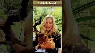 Real life with Freddie the Bengal