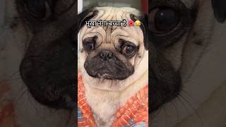 cooki ko भूख लगी है ❤️ #funny #dog #doglover #comedy #minivlog #anantrastogi #shorts #ytshorts