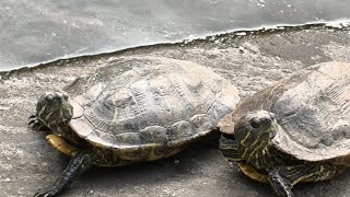 Turtle world.. Central Park