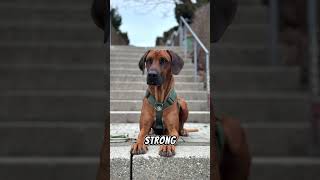 Rhodesian Ridgeback Dog Breed #rhodesian #pets #dogbreed #dog #cutedog