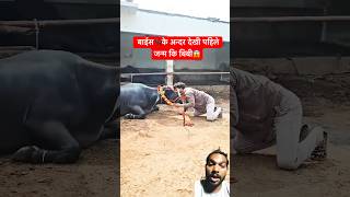 हमारे प्यारी दुल्हनिया Bani Bhains🐃😱#shorts #comedy #funny #bhojpuri #love #weddings #animals #sad