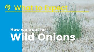 How Long Will It Take To Get Rid Of Wild Onions In My Yard?