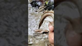 Catch fish snakehead #shorts