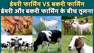 डेयरी फार्मिंग VS बकरी फार्मिंग, डेयरी और बकरी फार्मिंग के बीच तुलना | Dairy Farming Vs Goat Farming