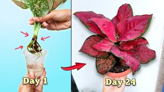 2 Easiest Methods to Propagate Aglaonema Plant for Beginners - Aglaonema Plant Care