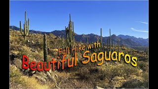 Fall Hike with Beautiful Saguaros