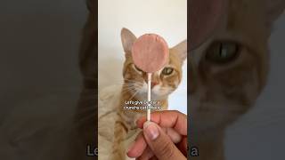 Orange cat vs red lollipop 🍭