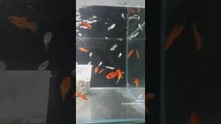 pesona indahnya aquarium guppy platy #shorts #fish