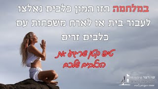 במלחמה הזו המון כלבים נעקרו מבתיהם עם משפחותיהם-למדו איך להקל עלהם