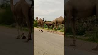 Male and female camel in jungle #viralshorts #camel #animals #desert #pets #youtubeshorts