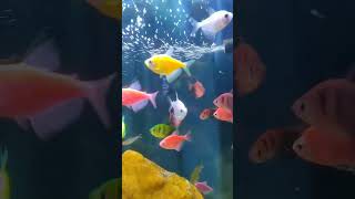 #shortvideo #fish