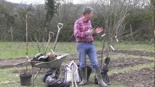 HOW TO PLANT BAREROOTED FRUIT TREES