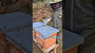 Feeding Bees, getting them ready for Winter. #beekeeping #honey #beeslife #shorts #honey #beehive