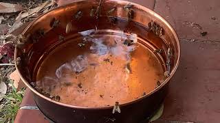 Bees getting a drink and going for a swim at the local bee pool