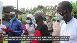 Coopération ISRA/KOPIA : Tests d’adaptation de variétés de sésame Coréennes au Sénégal