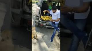 Monkey eating bananas good work God bless him