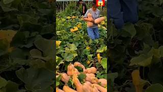 Farsi kheti 🎃#farming #gardening #satisfying #vegestables #youtubeshorts 🎃😱