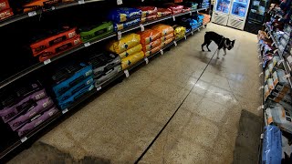 Taking Spartan Shopping for Food and New Toys 🐕🍗🥏