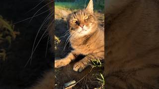 Hey Penny - Playing With Penny Whistle The Barn Kitty, a.k.a “Camo Kitty”