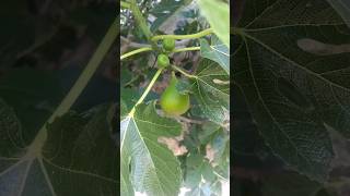 Ficus carica L. (higuera), higos y brevas 11/7/24